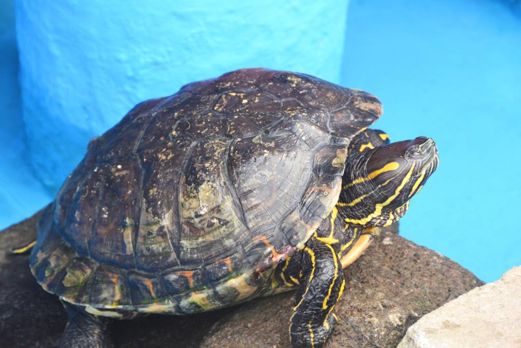 Hotel La Villa Quesada  エクステリア 写真